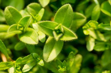 Picture for category Herbs & Botanical